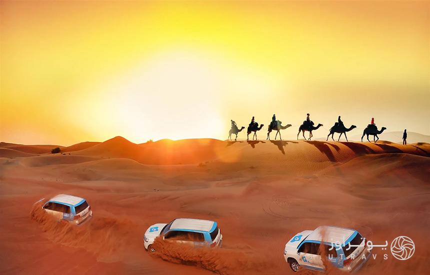 سه ماشین شاسی‌بلند سفیدرنگ درحال آفرود در بیابانی در دبی و چند شترسوار در پس‌زمینه